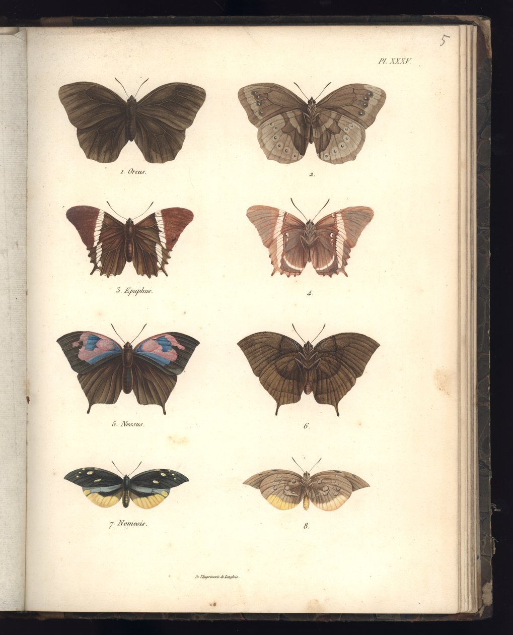 Lepidoptera, Pl. XXXV, illustration från 