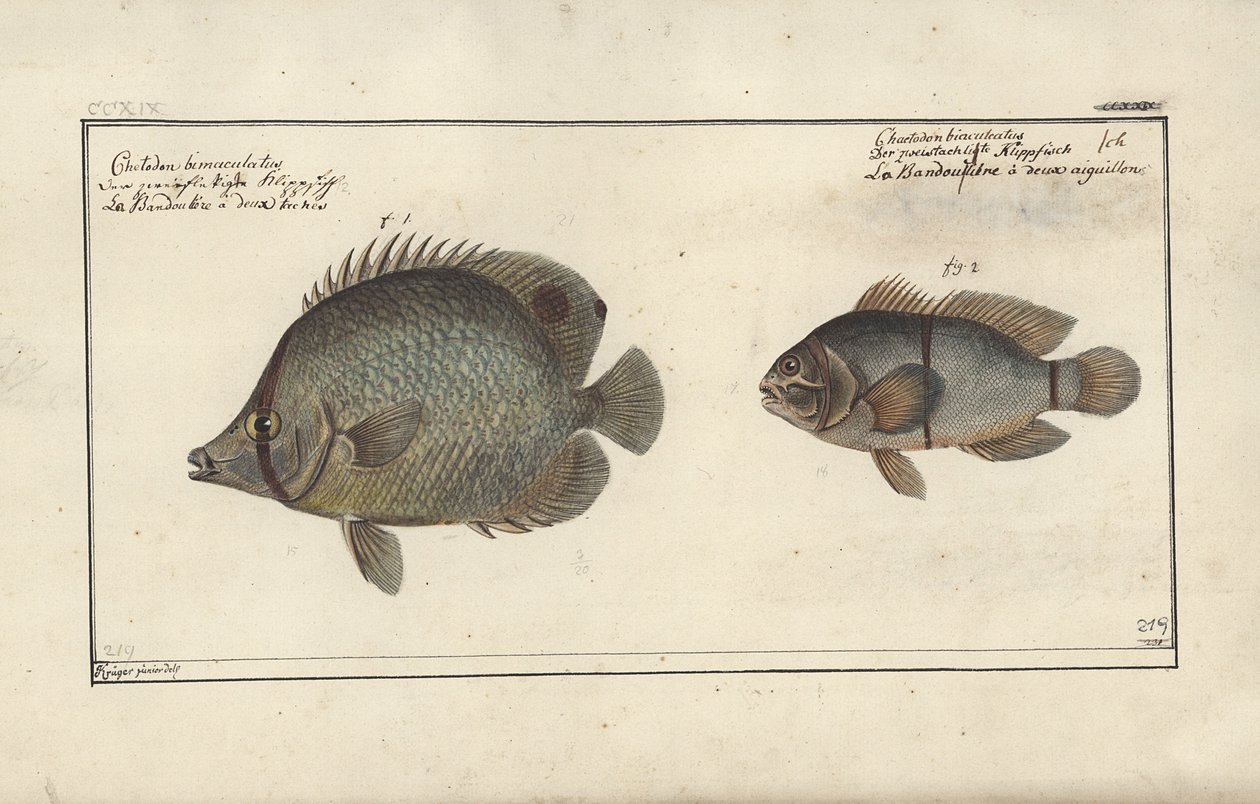 Chaetodon ocellatus, före 1790 av Friedrich August Kruger