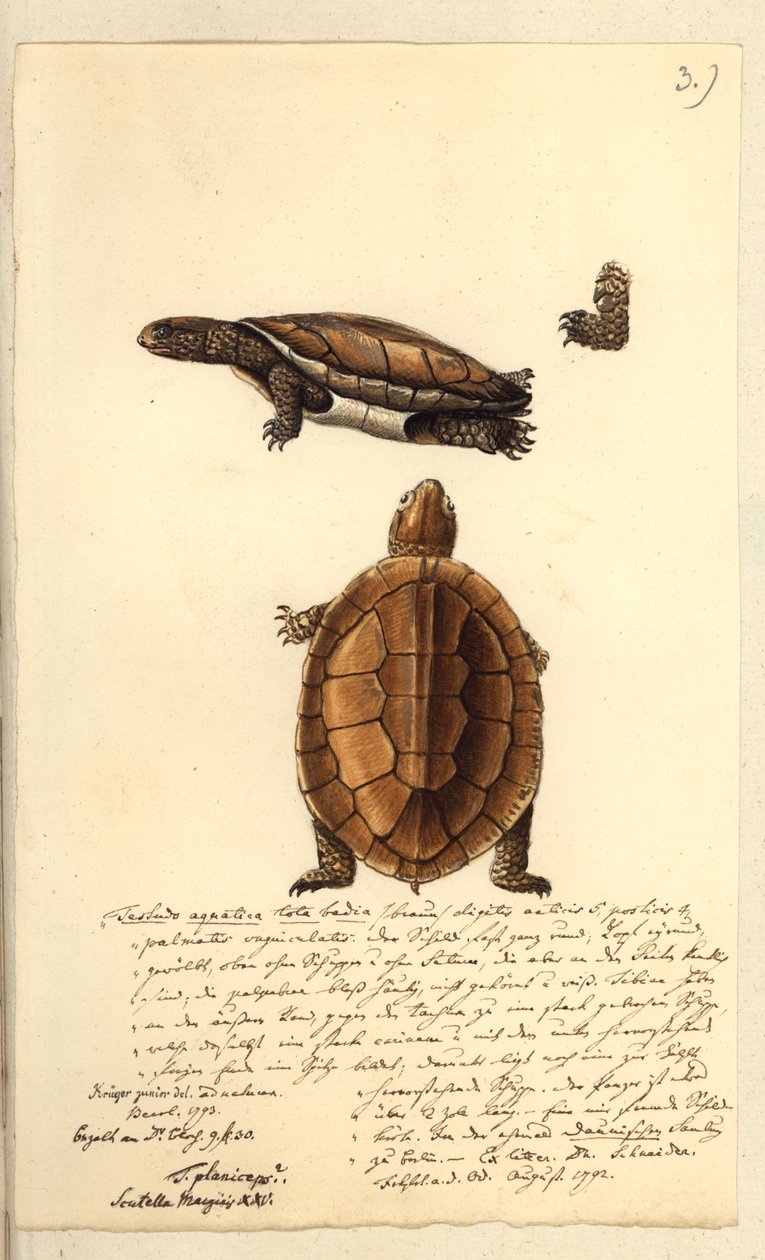 Platemys platycephala, 1793 (wc och penna och bläck på papper) av Friedrich August Kruger