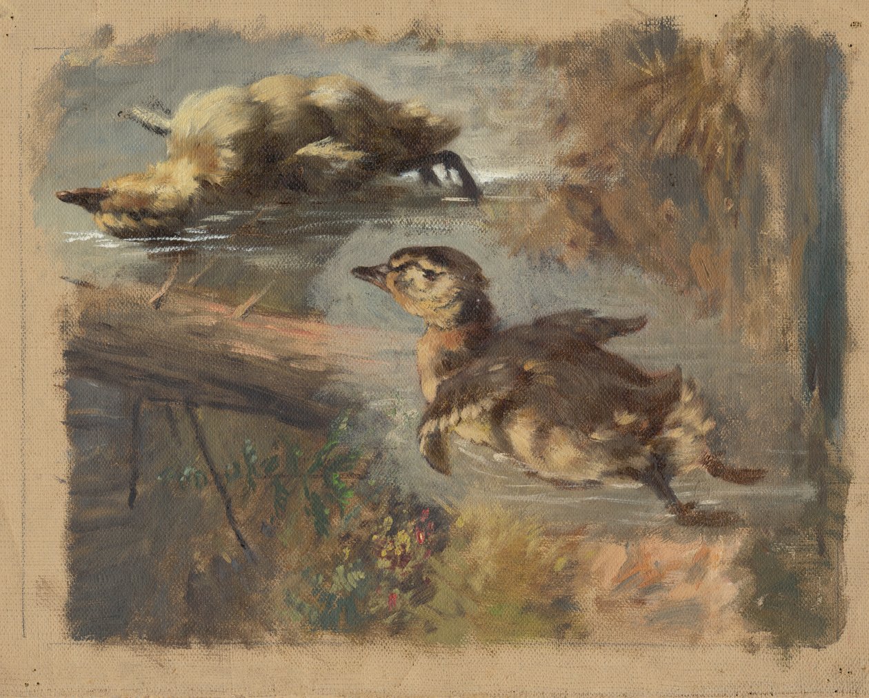 Study of Ducks on the Water I av Friedrich Carl von Scheidlin