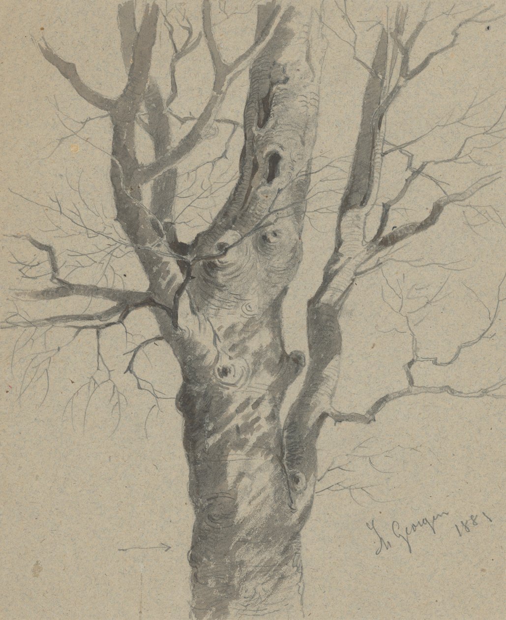 Study of a Knotted Tree Trunk av Friedrich Carl von Scheidlin