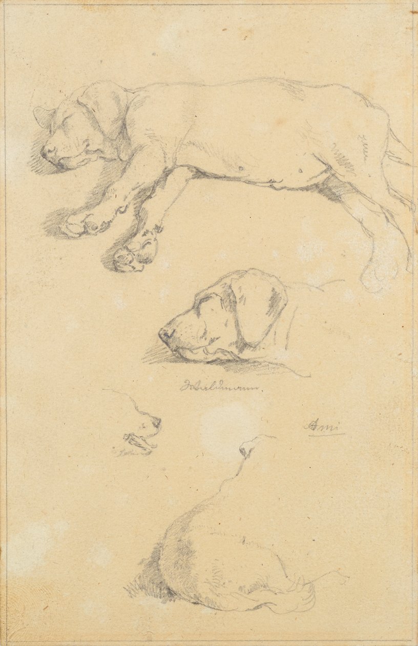 Hundstudier: Waldmann och Ami av Friedrich August Mathias Gauermann