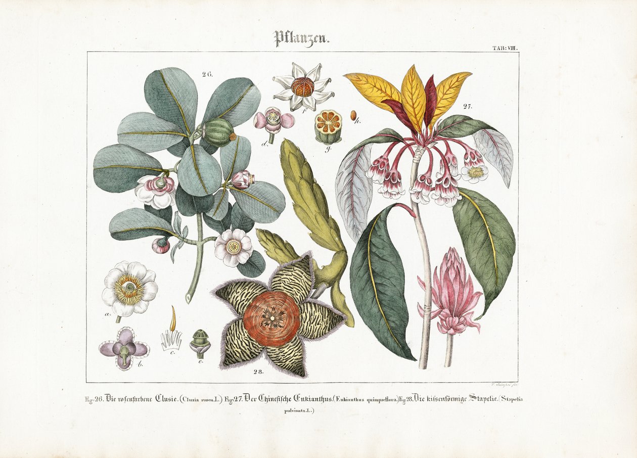 Exotiska prydnadsväxter: Clusia, Enkianthus och Stapelia av Friedrich Guimpel