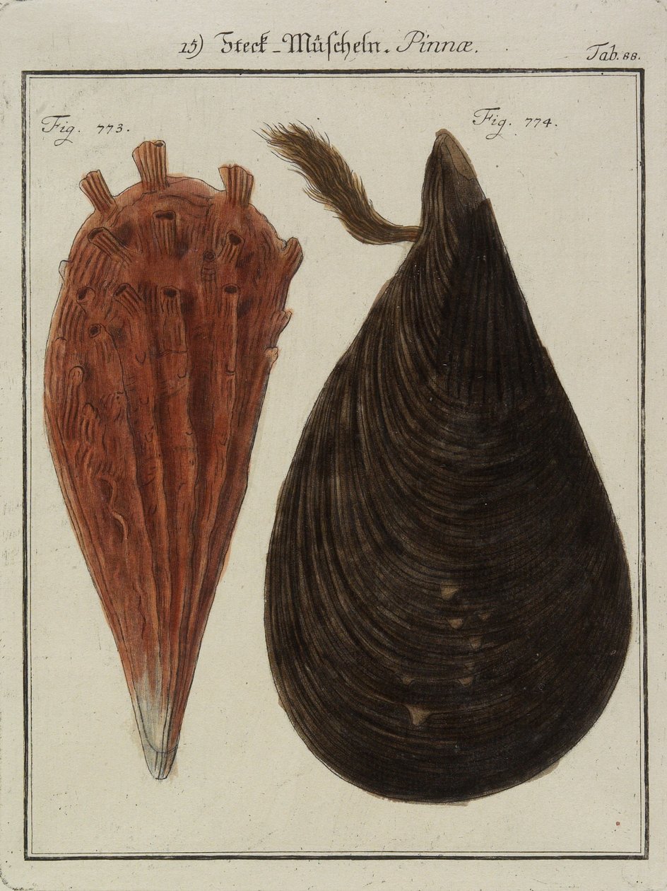 Musslor, från Neues Systematisches Conchylien-Cabinet (The New Systematic Cabinet of Shells), 1784 (handfärgad etsning och gravyr) av Friedrich Heinrich Wilhelm Martini