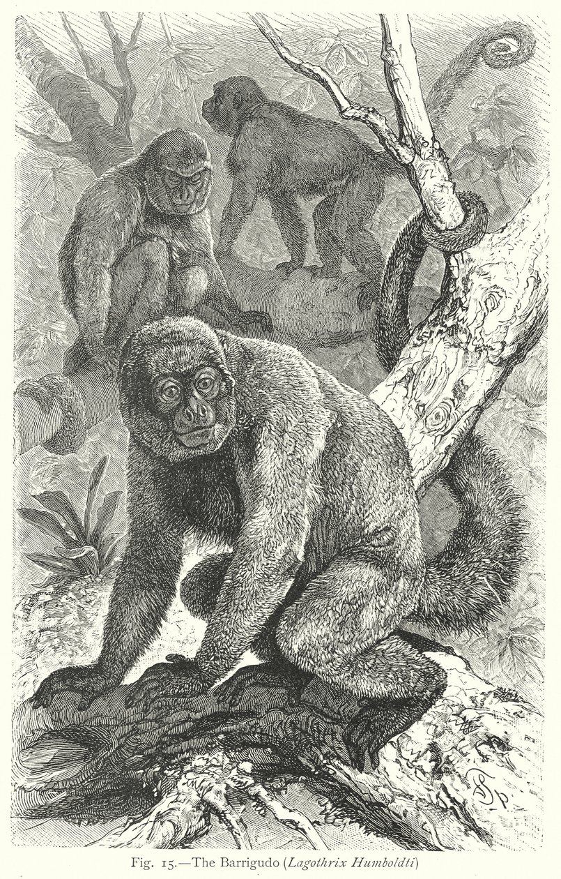 Barrigudo (Lagothrix Humboldti) (gravyr) av Friedrich Specht