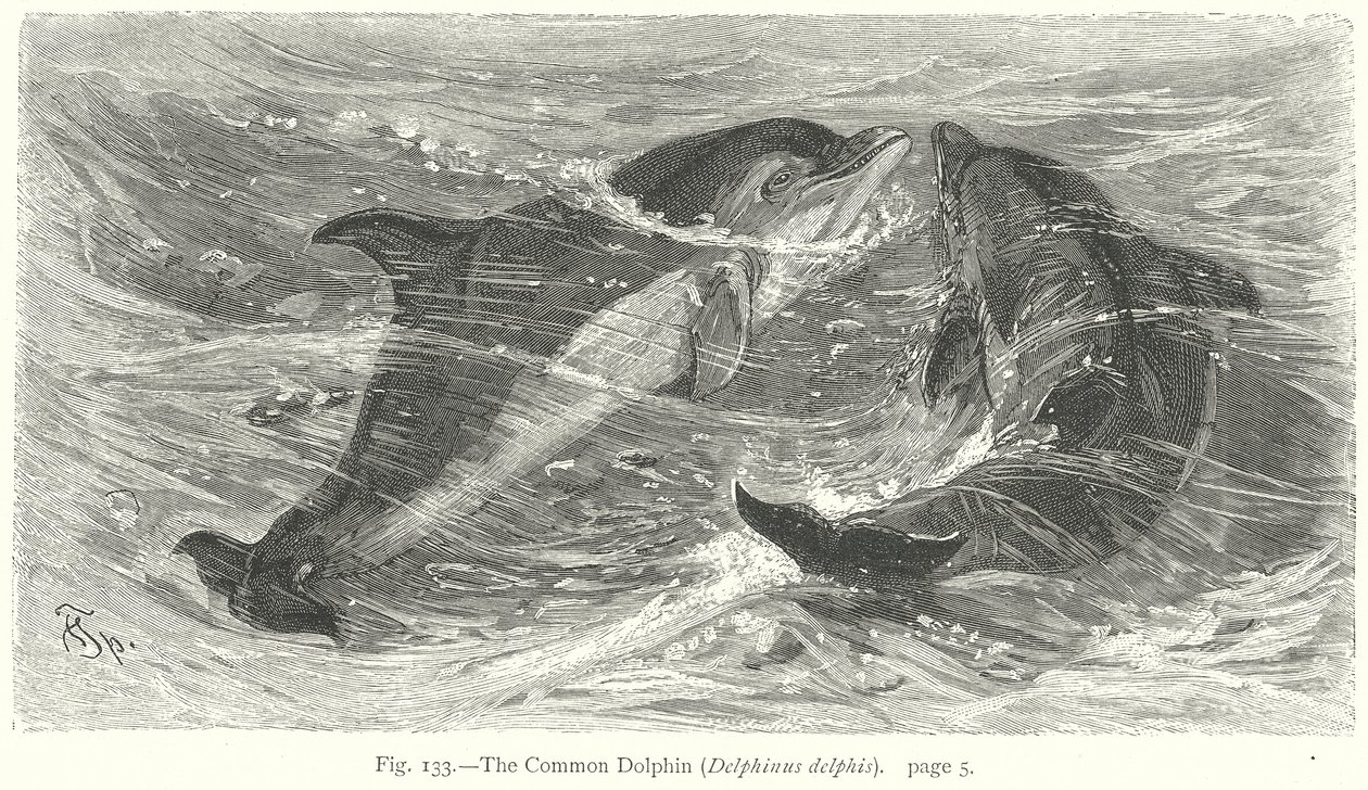 Den vanliga delfinen (Delphinus Delphis) (gravyr) av Friedrich Specht