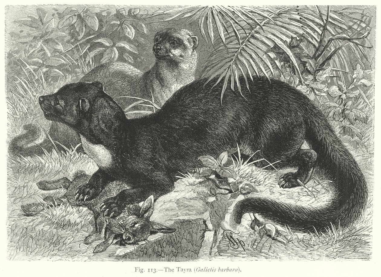 Tayra (Galictis Barbara) (gravyr) av Friedrich Specht