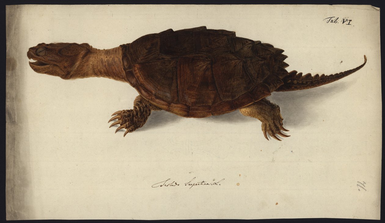 Chelydra serpentina, före 1792 av Friedrich Wilhelm Wunder