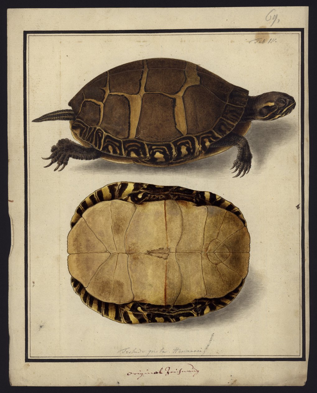 Chrysemys picta, före 1792 av Friedrich Wilhelm Wunder