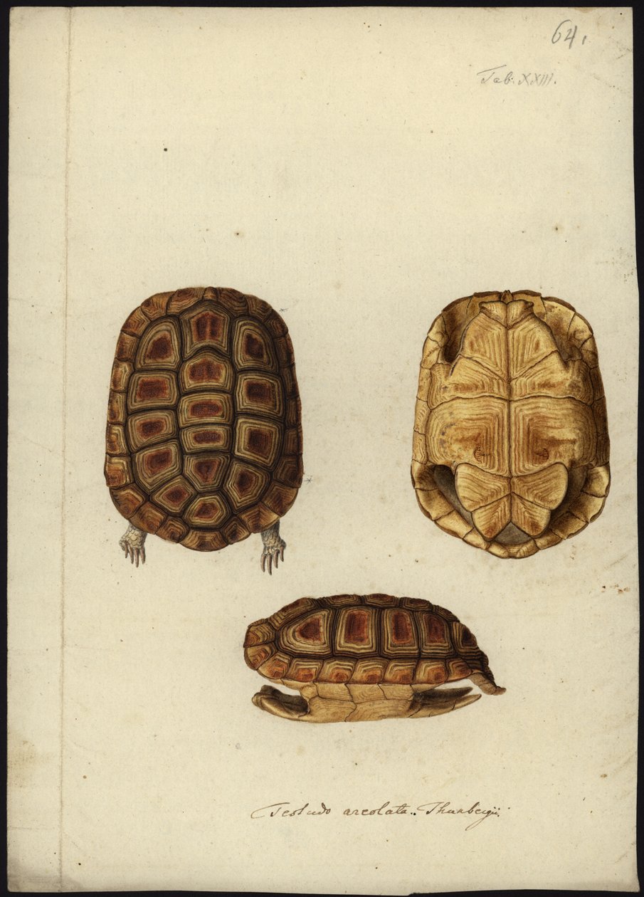 Homopus areolatus, före 1792 av Friedrich Wilhelm Wunder