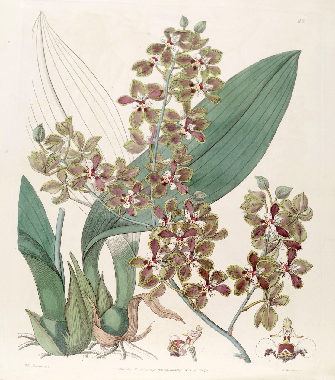Trichocentrum microchilum (as syn. Oncidium microchilum) av G. Barclay