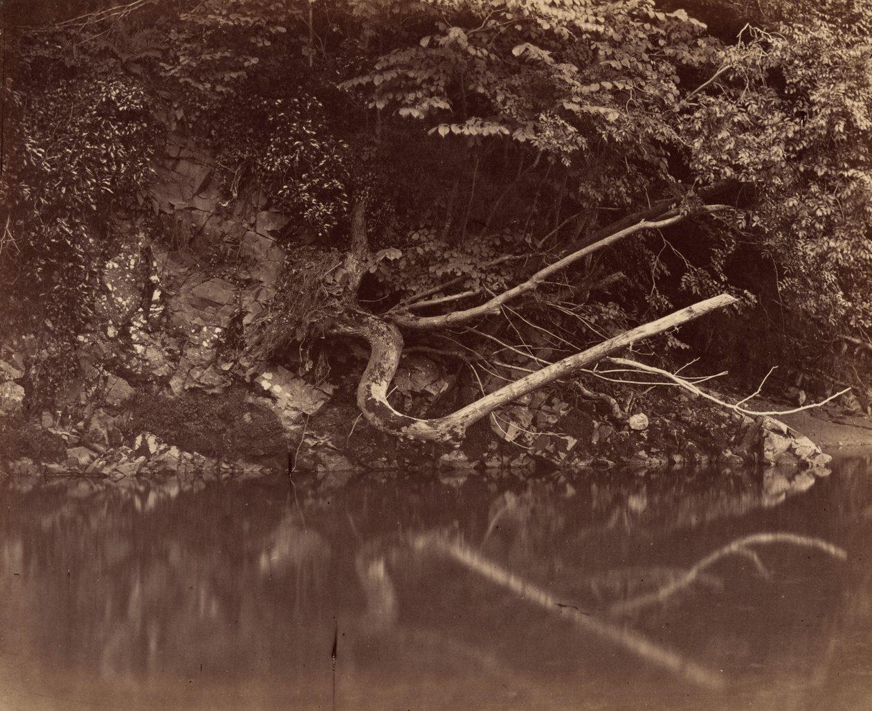 Flodbank i Vale of Neath,ca. 1855 (foto) av G.B. Gething