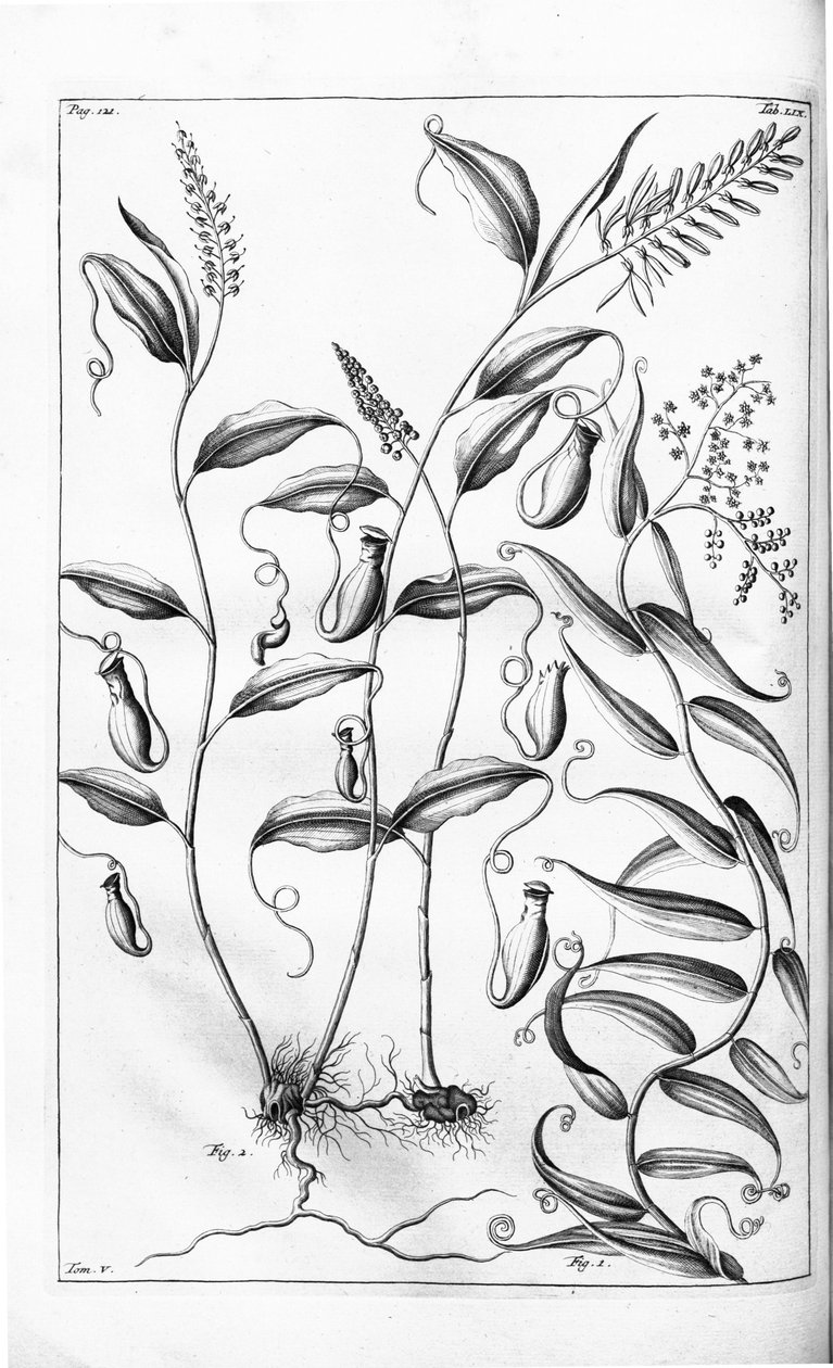 Cantharifera och Flagellaria indica från Herbarium amboinense, av G.E. Rumphius