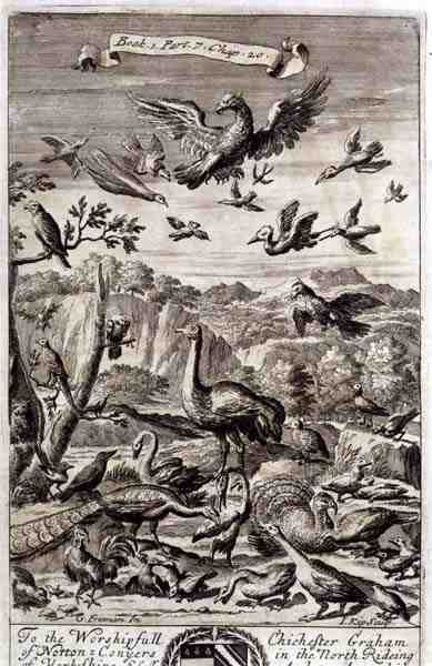A Variety of Birds, illustration från Bok 1 Del 7 Kapitel 20 av 