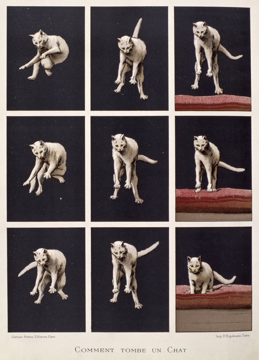 Hur en katt faller, från Les Dernieres Merveilles de la Science av Daniel Bellet (kromolit) av G. Lasellaz