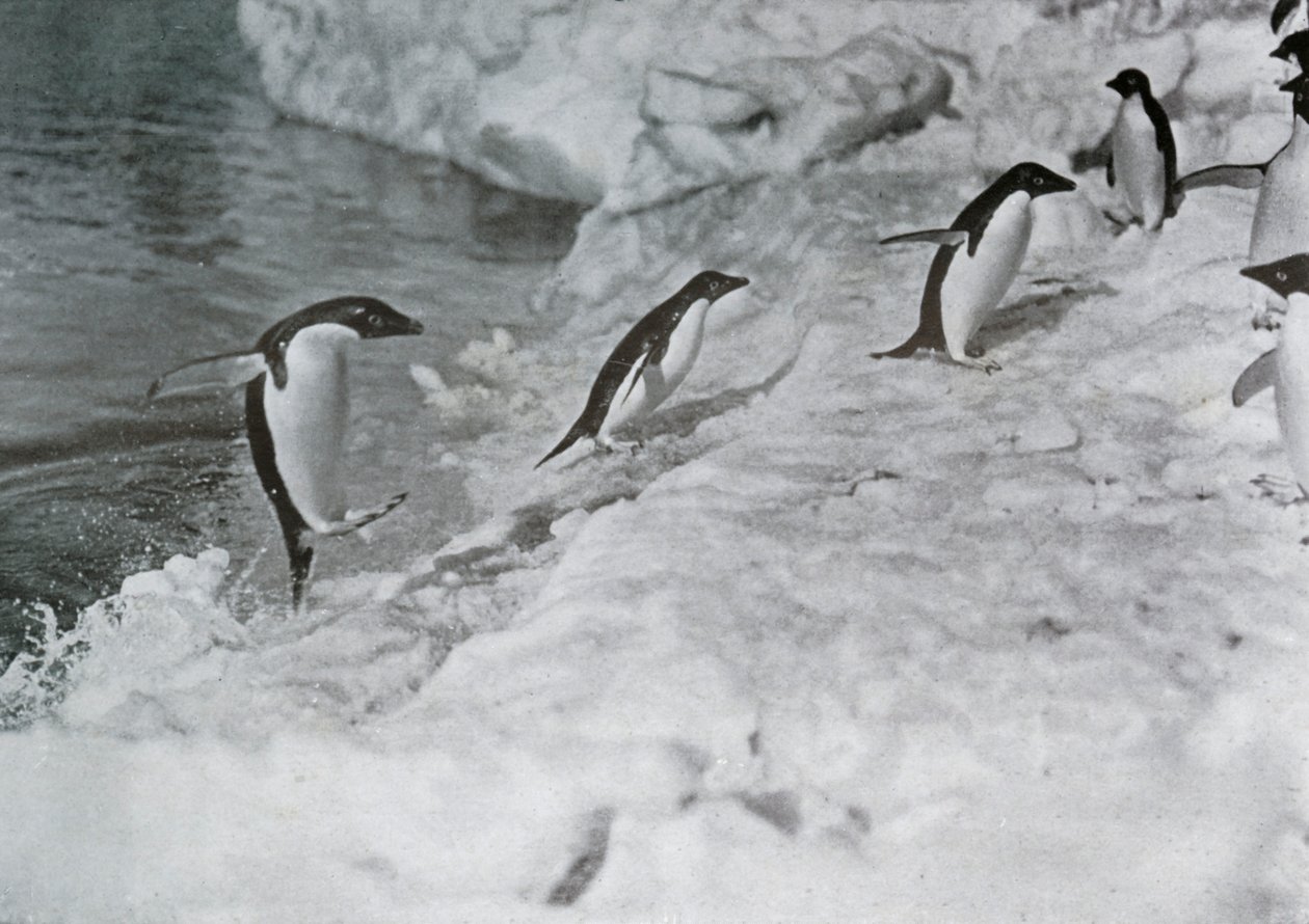 Penguins Jumping On to The Ice-Foot, c1911, 1913. av G. Murray Levick