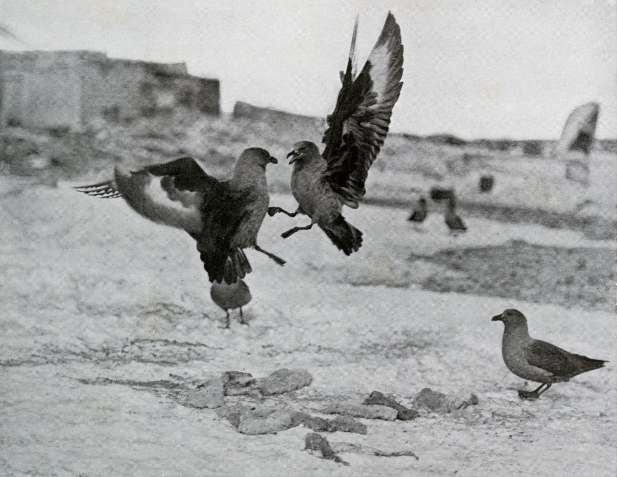 Skua måsar slåss om något späck, 1911, 1913 av G. Murray Levick
