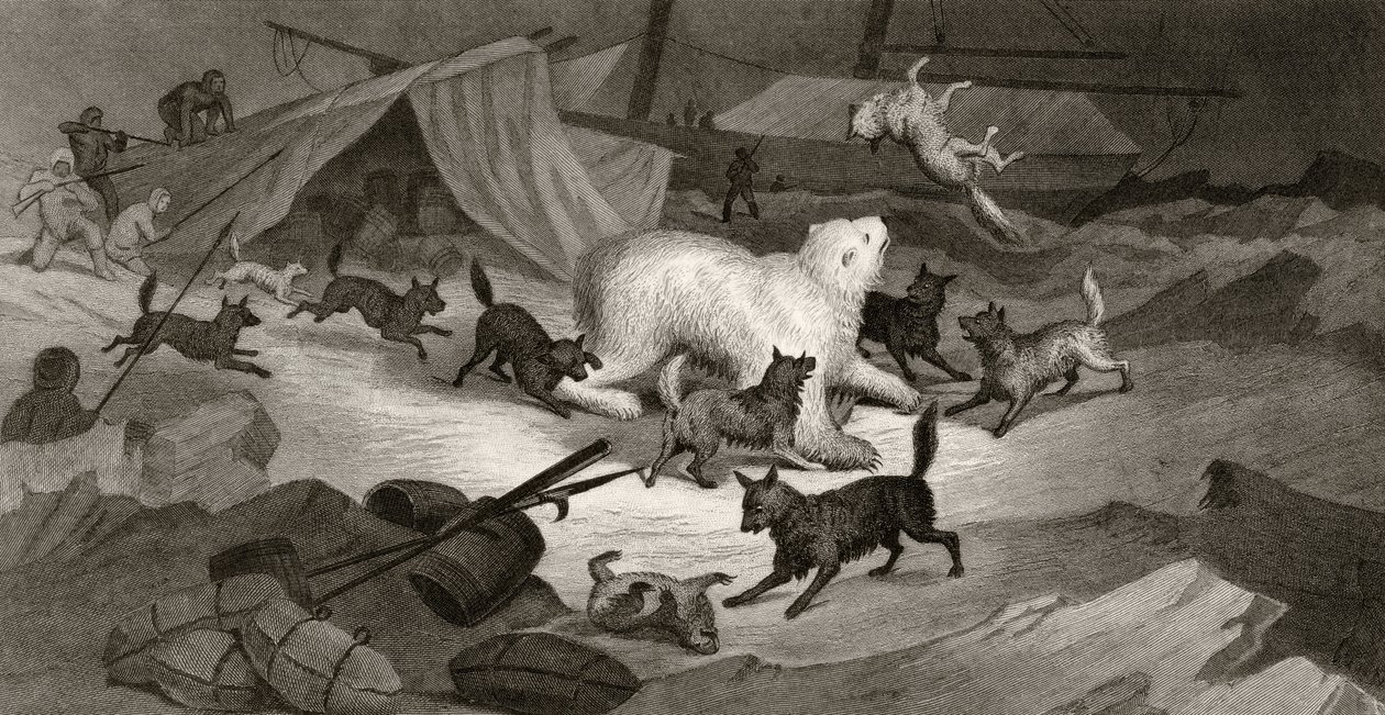 Bear Hunt, graverad av J.C. McRea, från "Arctic Explorations in the Years 1853, 54, 55", Volume I, av doktor Elisha Kent Kane (1820-57), publicerad i Philadelphia 1856. av G. White