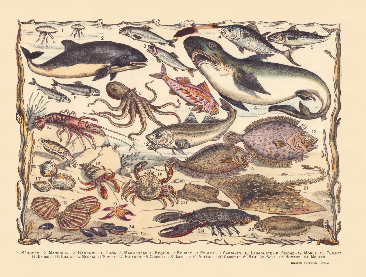 Sida 16: Maneter, tumlare, sill, tonfisk, makrill, haj, multe, bläckfisk, sardiner, hummer, bläckfisk, torsk, piggvar, skägg, krabba, eremit Bernard, ostron, pilgrimsmusslor, asteria, kakel, rocka, tunga, hummer, musslor av Gabriel Gostiaux