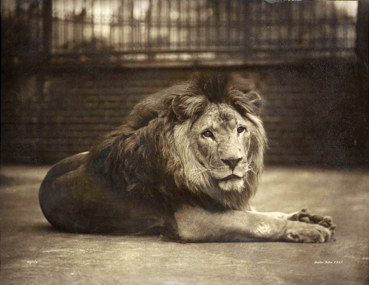 Porträtt av majestät, ca 1890 av Gambier Bolton