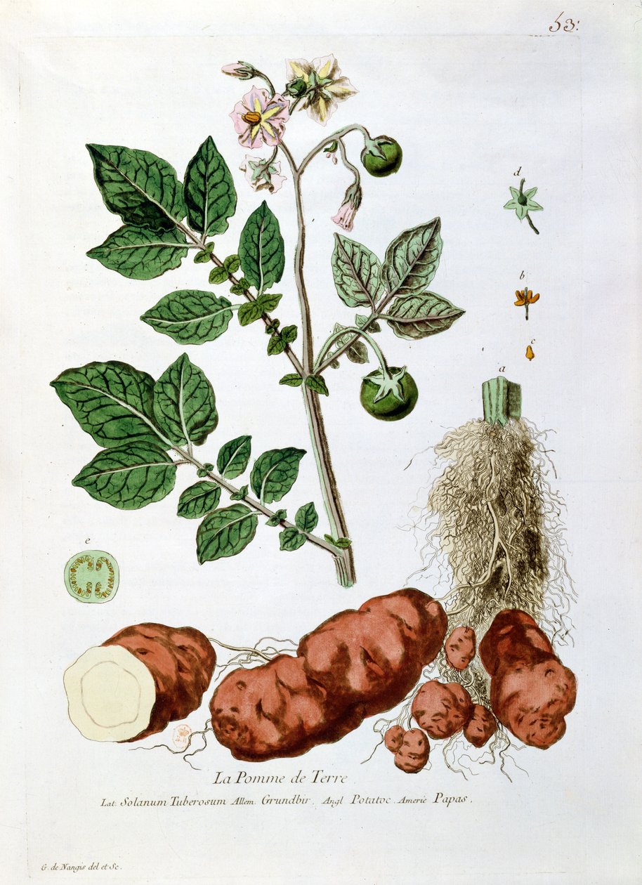 Potatis, botanisk tallrik från 