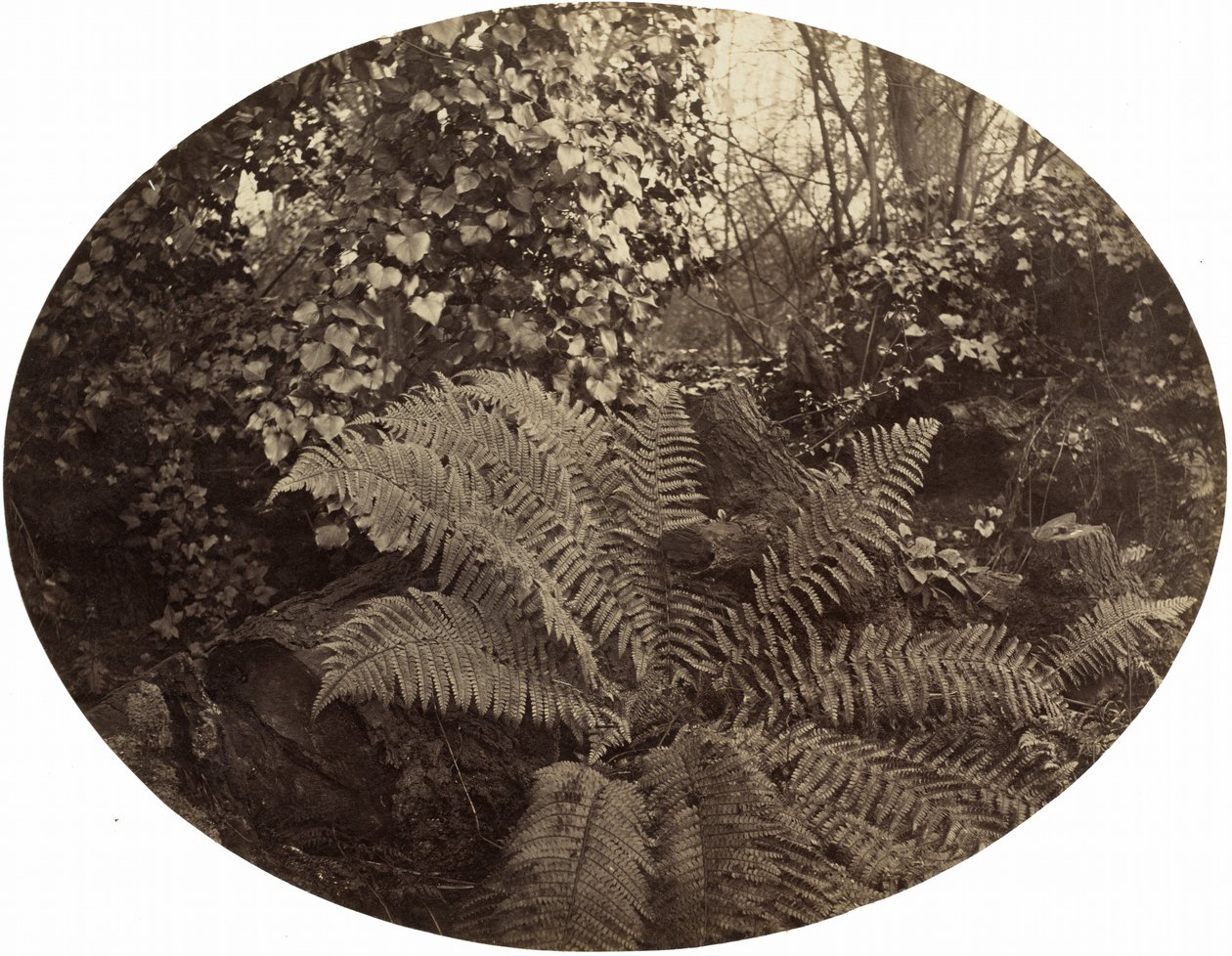 Vinterblad av taggig ormbunke,ca. 1862 (foto) av Geoffrey Bevington