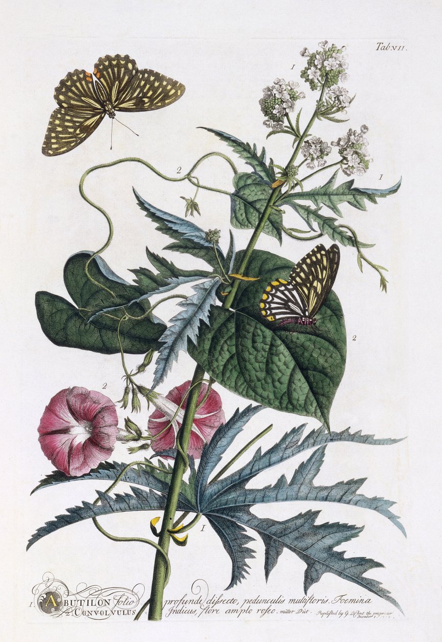 Abutilon und Convolvulus, ca 1748 (handkolorerad gravyr) av Georg Dionysius Ehret