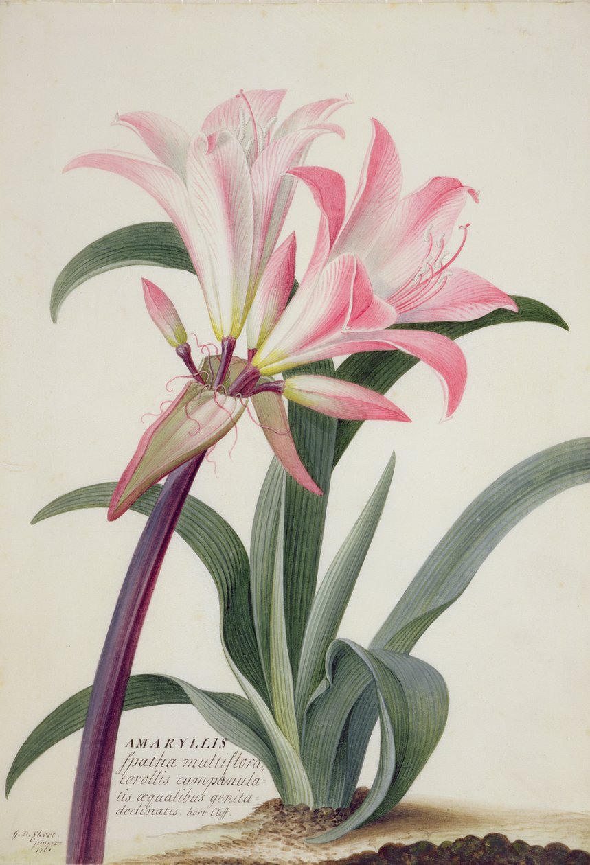 Amaryllis Belladonna, 1761 (wc, gouache och grafit på veläng) av Georg Dionysius Ehret