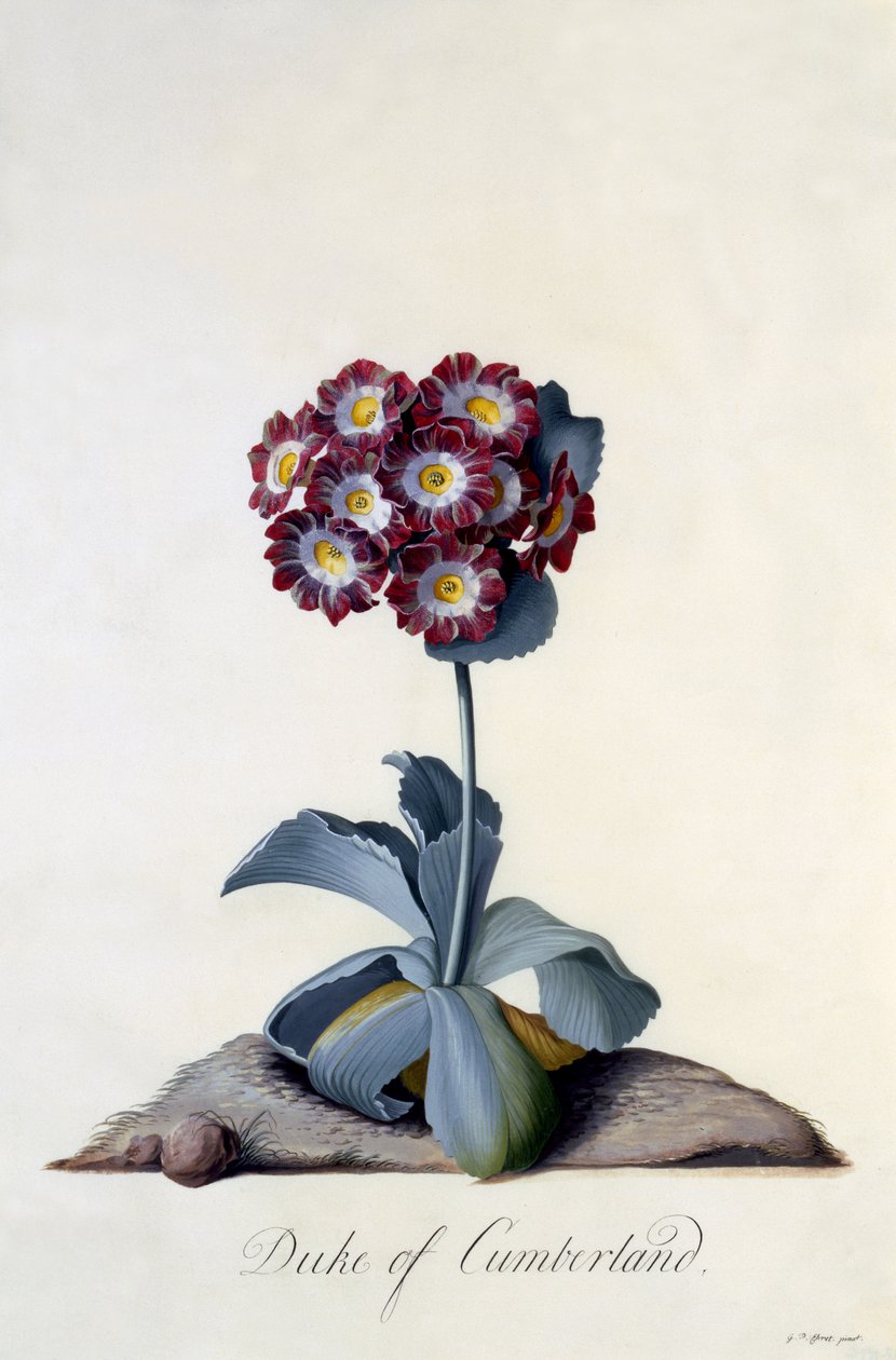 Auricula hertig av Cumberland ca 1743 (handkolorerat gravyr) av Georg Dionysius Ehret