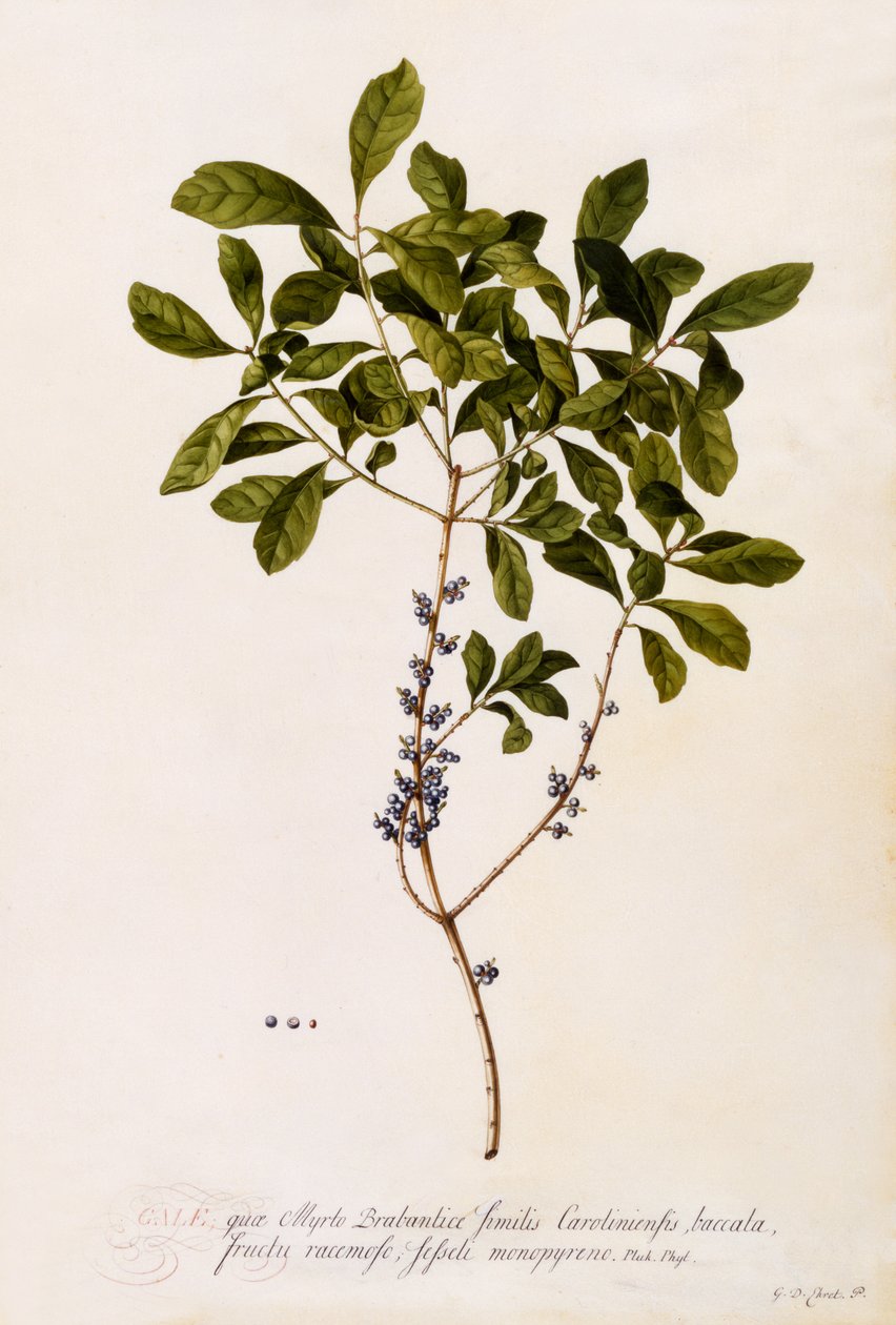 Bayberry eller Myrtle, ca 1746 (handkolorerat gravyr) av Georg Dionysius Ehret