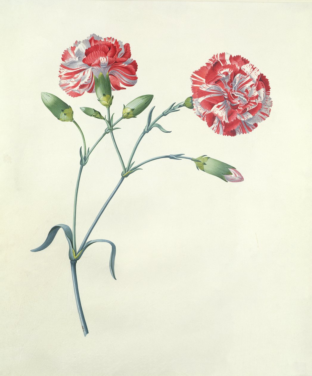 Nejlika av Georg Dionysius Ehret