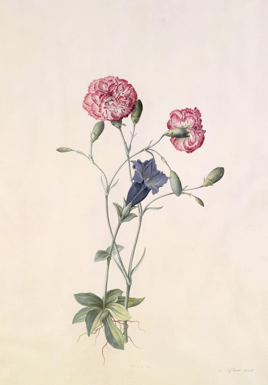 Nejlika och Gentiana av Georg Dionysius Ehret
