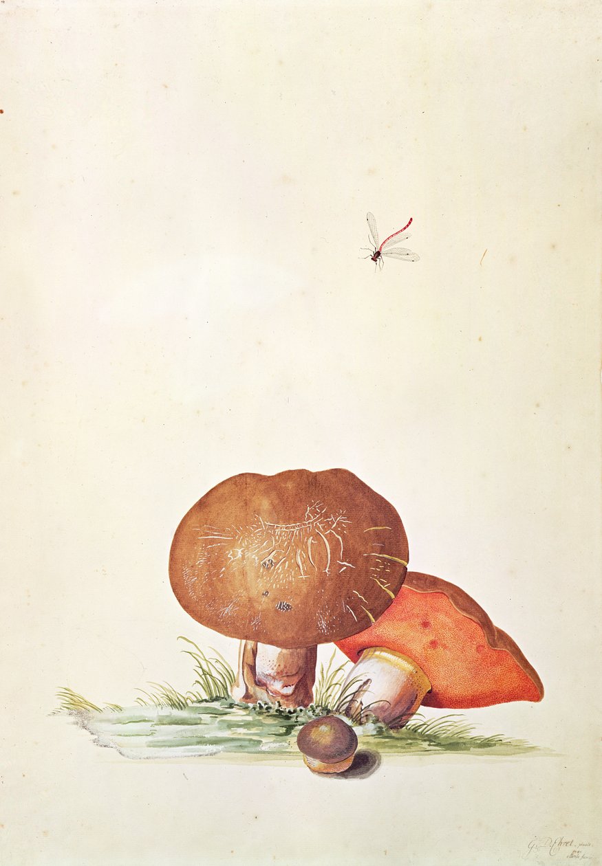 Cep Svamp med Damsel Dragonfly av Georg Dionysius Ehret