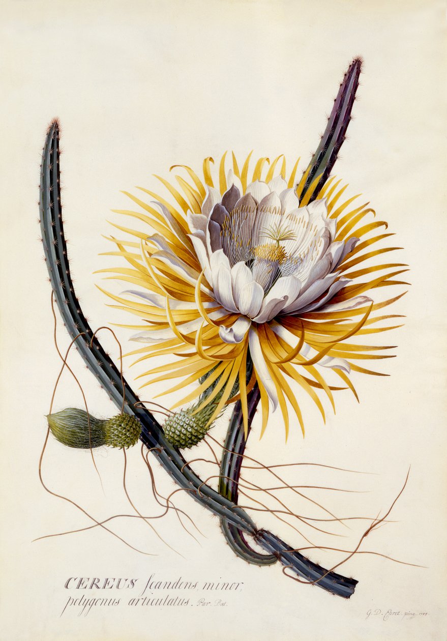 Cereus, nattens drottning, ca 1744 (handkolorerad gravyr) av Georg Dionysius Ehret