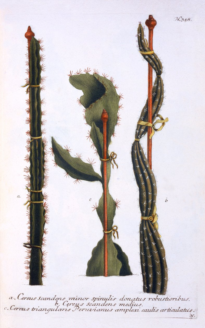 Cereus scandens minor, Cereus scandens medeus och triangularis Peruvianus, från 