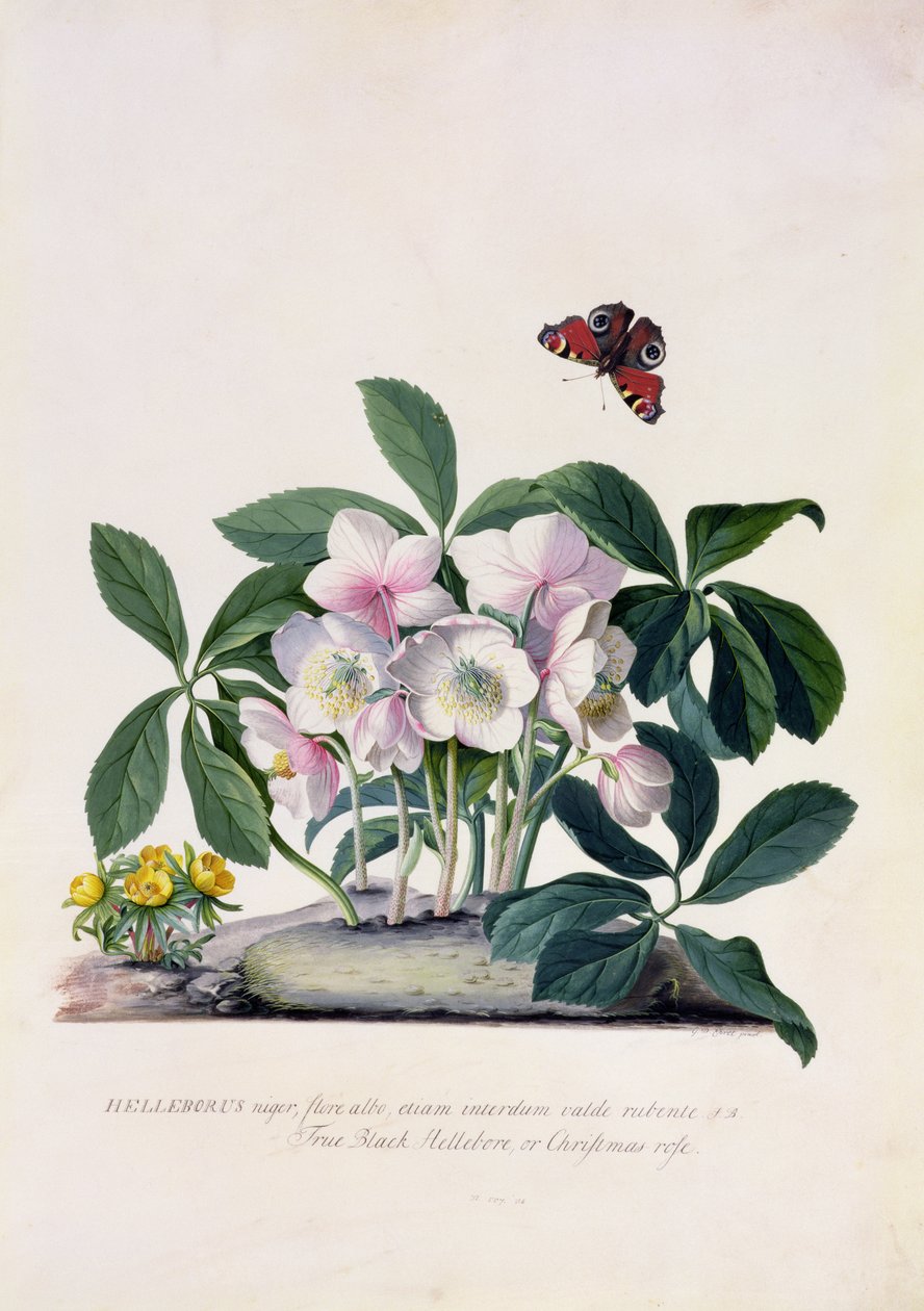 Julros (Helleborus niger) och Winter Aconite (Eranthis hyemalis) (gouache på veläng) av Georg Dionysius Ehret
