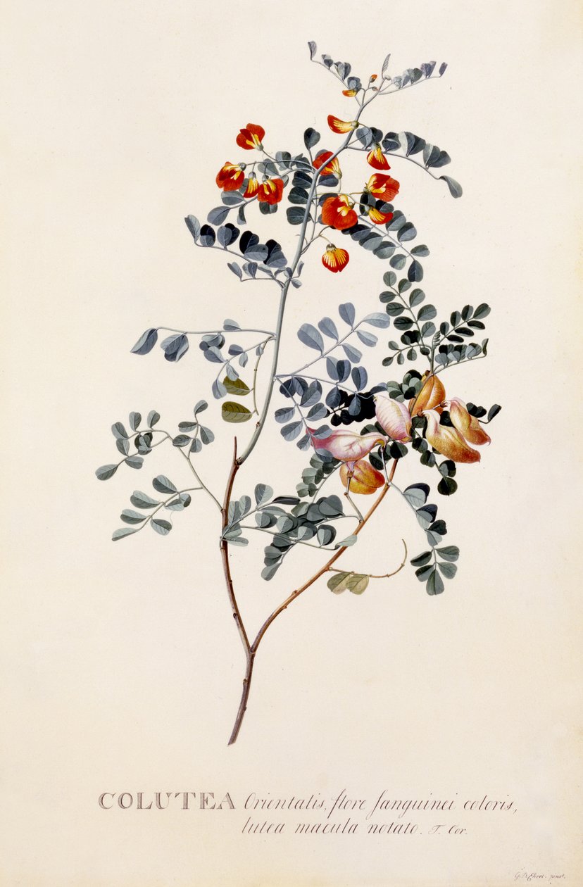 Colutea, ca 1745 (handkolorerad gravyr) av Georg Dionysius Ehret