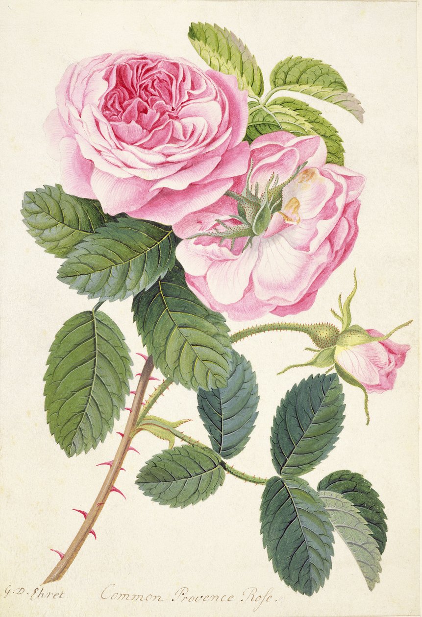 Common Provence Rose (penna, wc och kroppsfärg på veläng) av Georg Dionysius Ehret