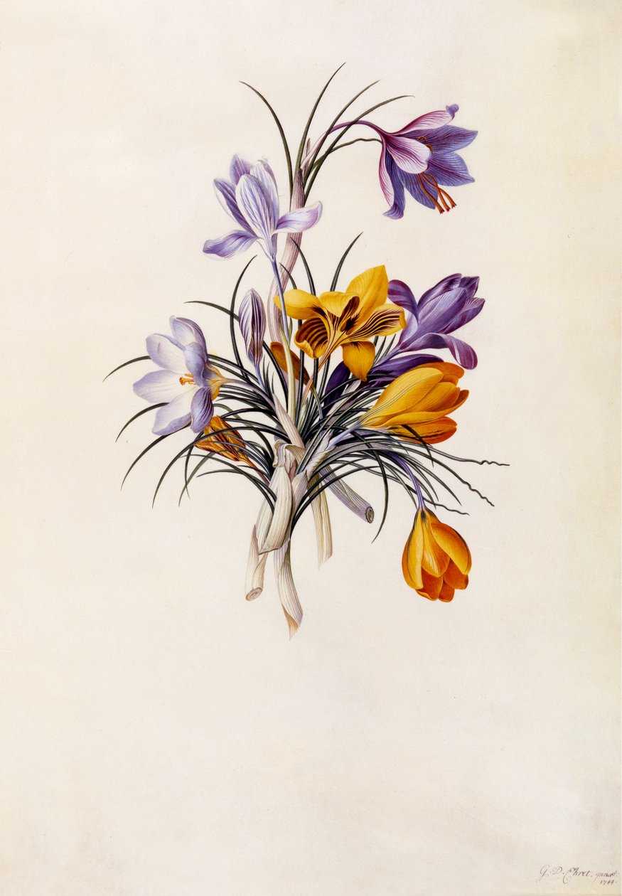 Krokusar, ca 1744 (handkolorerad gravyr) av Georg Dionysius Ehret
