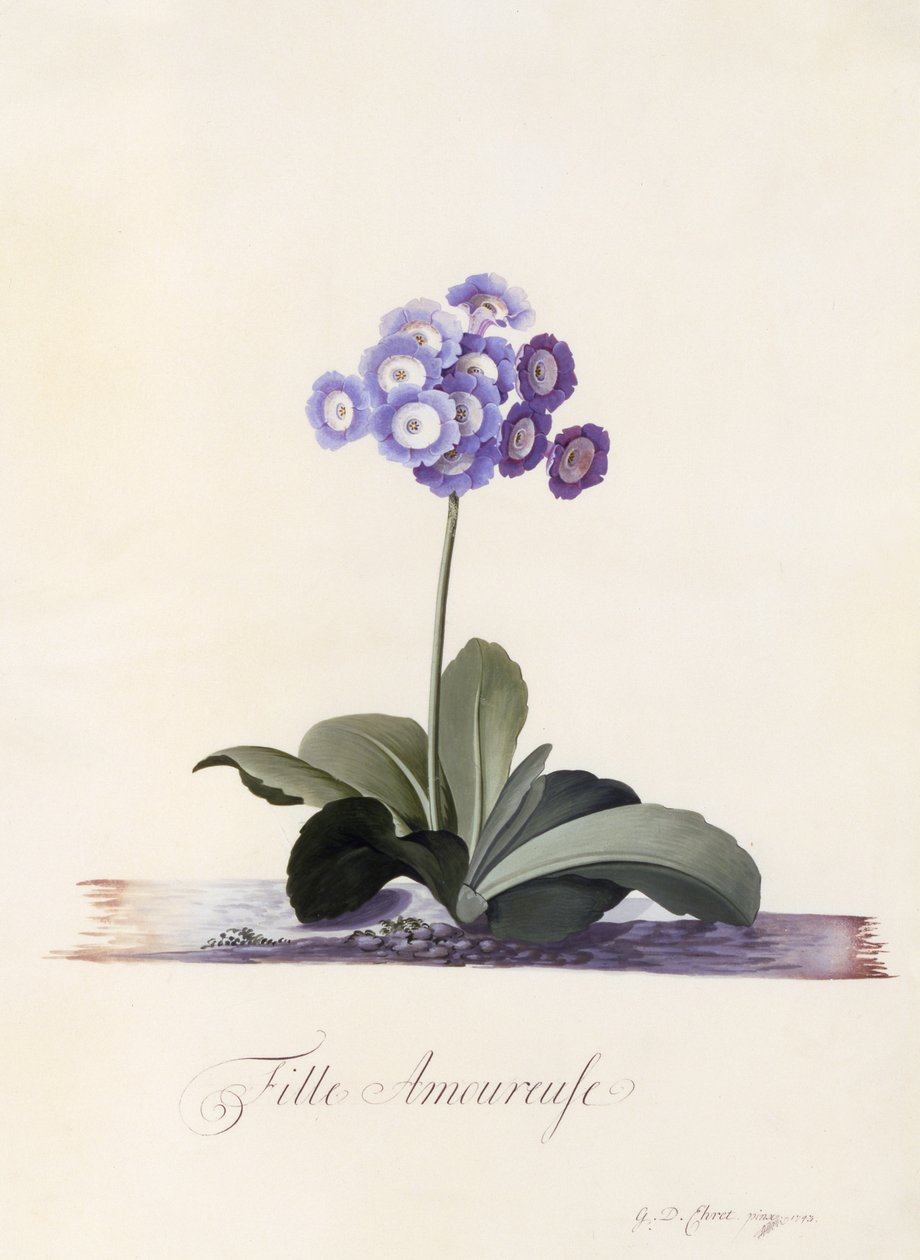 Garden Auricula, Girl in Love, c.1743 (handfärgad gravyr) av Georg Dionysius Ehret