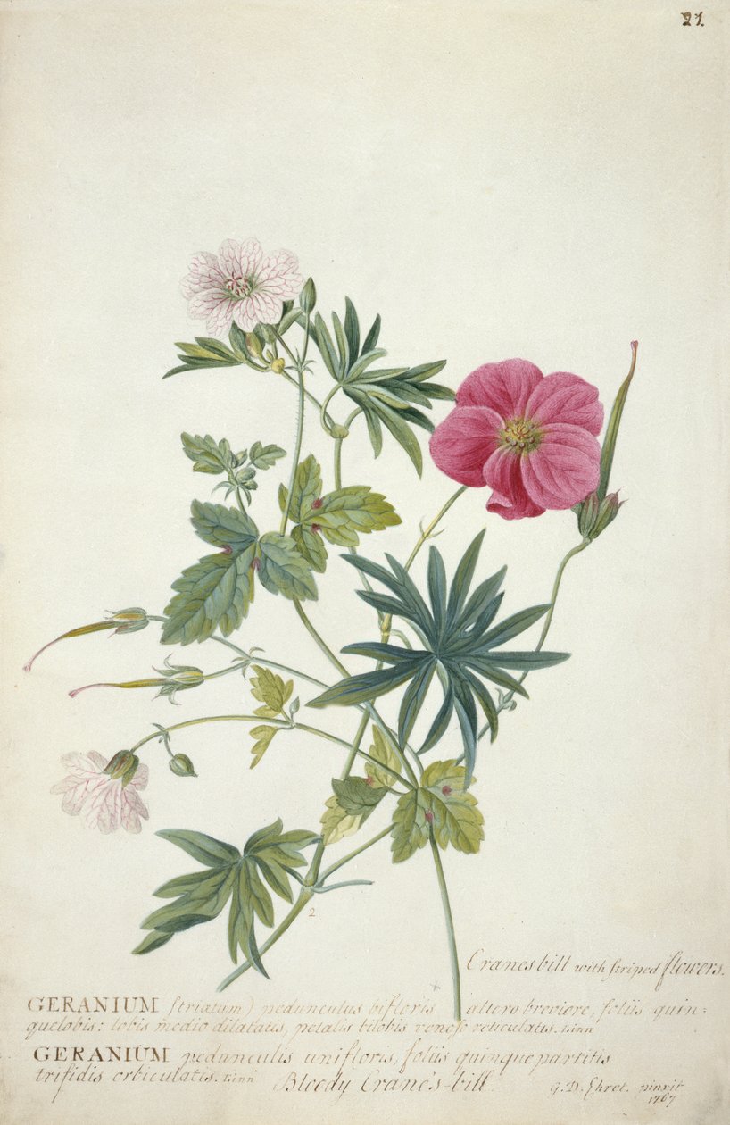 Geranium. Två sammanflätade stjälkar av olika arter, 1767 (wc, grafit och kroppsfärg på papper) av Georg Dionysius Ehret