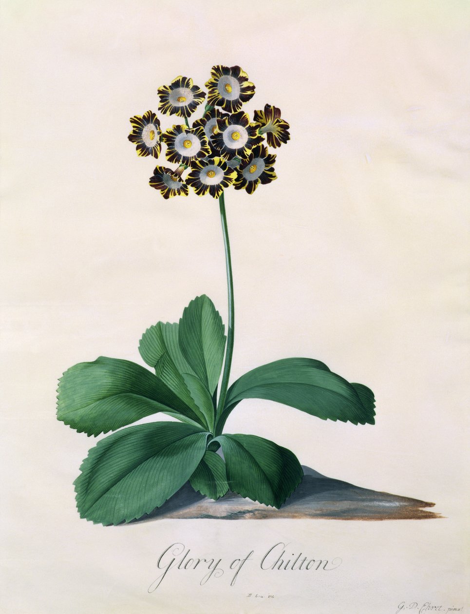 Glory of Chilton (gouache på veläng) av Georg Dionysius Ehret