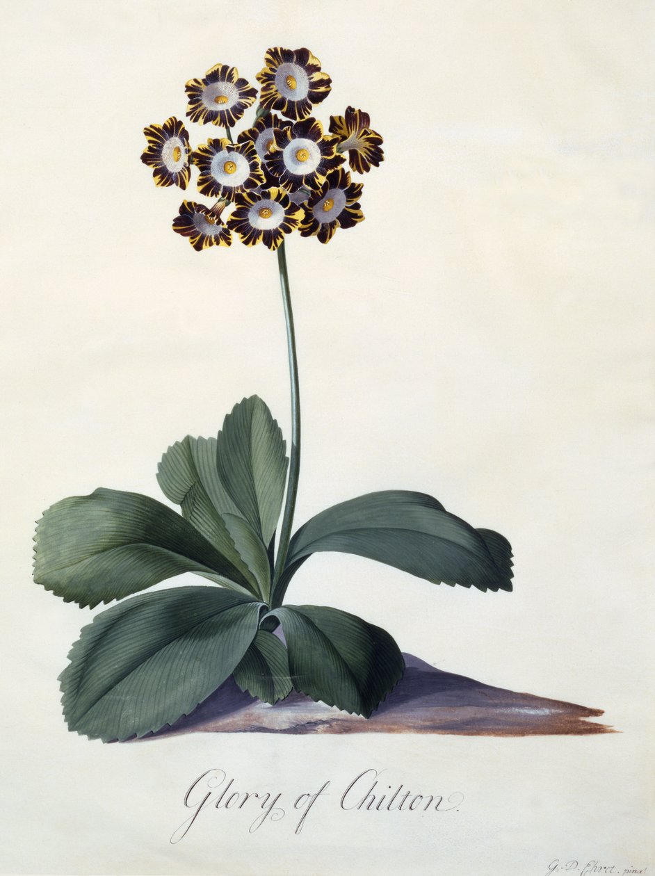 Glory of Chilton, ca 1745 (handfärgad gravyr) av Georg Dionysius Ehret