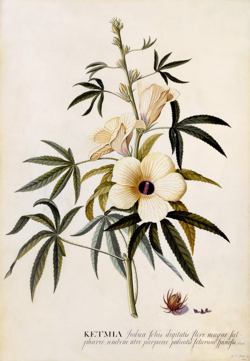 Ketmia, ca 1742 (handkolorerad gravyr) av Georg Dionysius Ehret