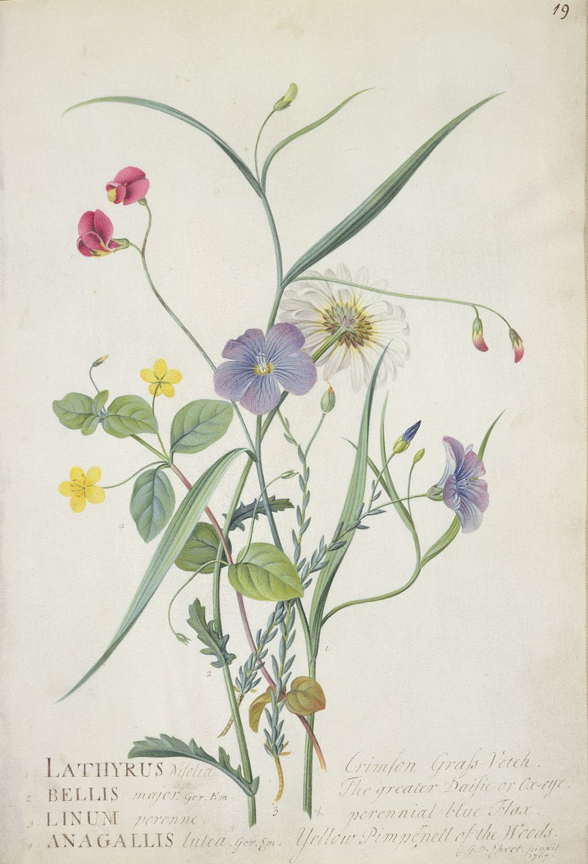 Lathyrus nissolia, Chrysanthemum leucanthemum, perenne lin, Lysimackia woods, 1767 (grafit, wc och gouache på veläng) av Georg Dionysius Ehret