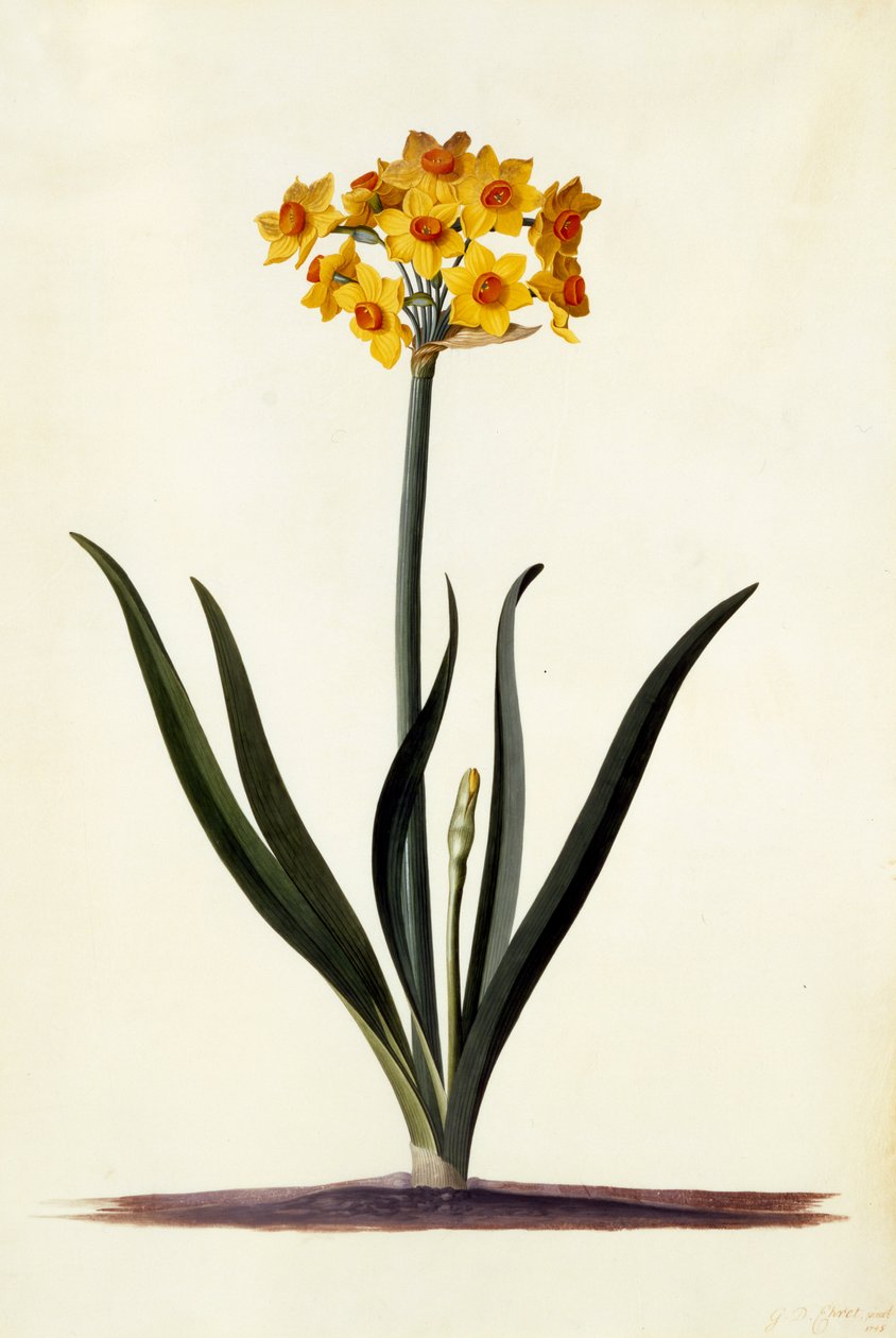 Narcissus, ca 1745 (handkolorerad gravyr) av Georg Dionysius Ehret