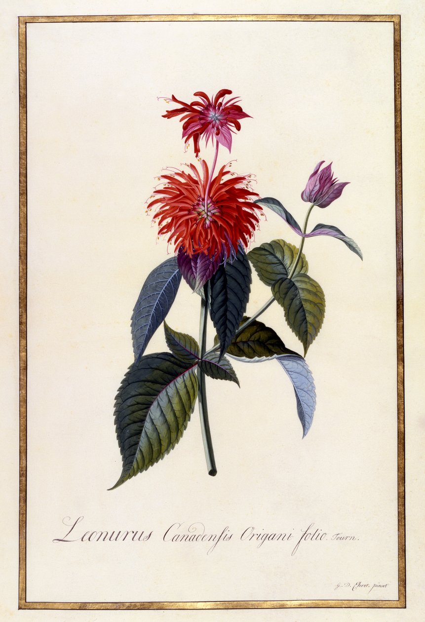 Oswego Tea Plant, ca 1740 (handkolorerad gravyr) av Georg Dionysius Ehret