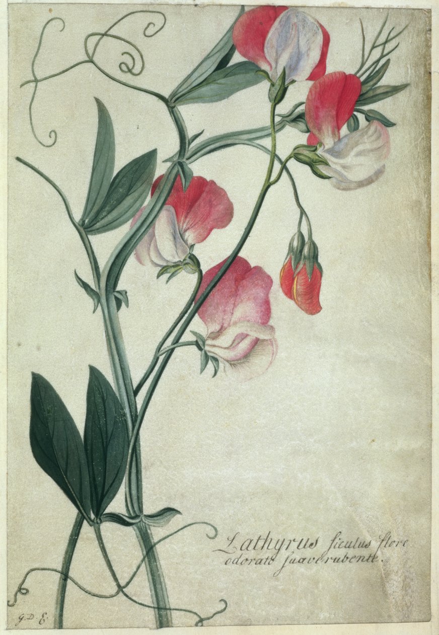 PD.113-1973.f1 Lathyrus Siculus Flore, ca 1760-70 (wc på pergament) av Georg Dionysius Ehret