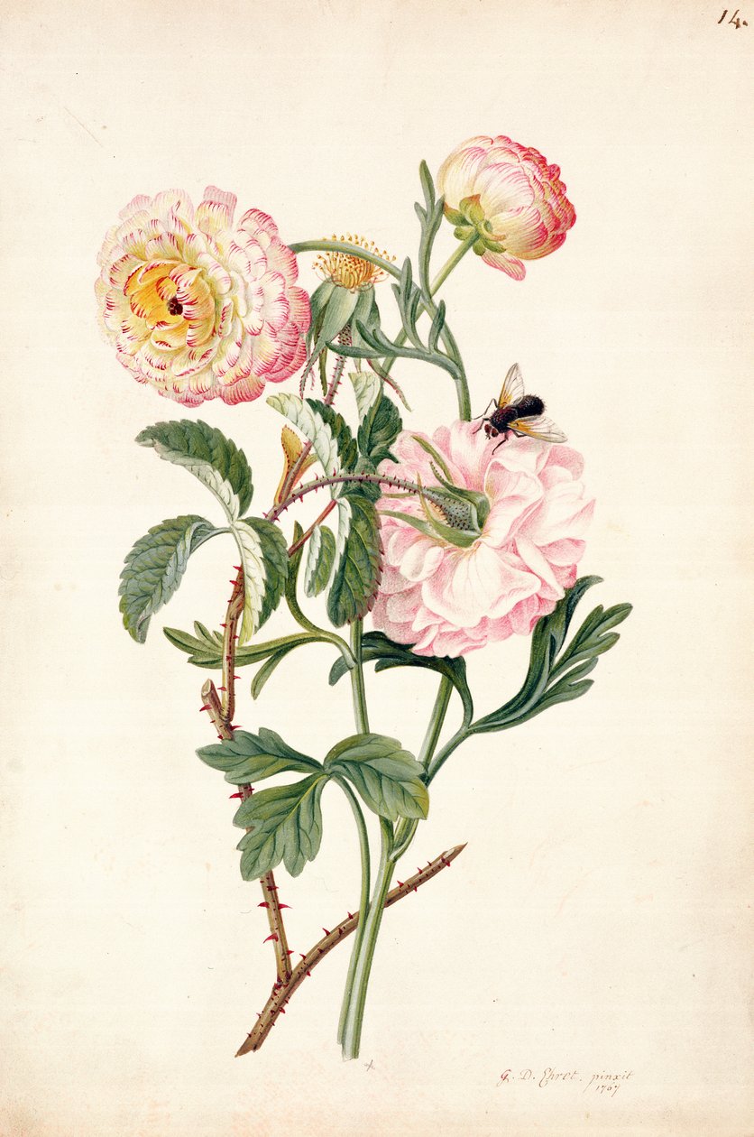 PD.113-1973f.14 Myskros och anemone, 1767 (penna, wc, gouache på veläng) av Georg Dionysius Ehret