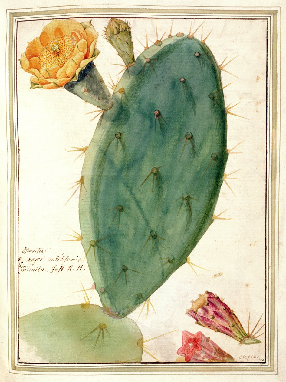 PD.115-1973. f38 Detalj av kaktus med apelsinblomma, ca 1764 av Georg Dionysius Ehret